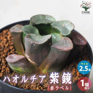 y}\ԁPAbvznI`A (  )  A 2.5 1 A nI`A nI`A nIVA Haworthia ϗtA Mtg 蕨  [