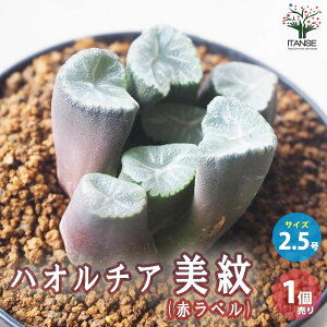 yznI`A (  )  A 2.5 1 A nI`A nI`A nIVA Haworthia ϗtA Mtg 蕨  [