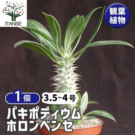 【送料無料】パキポディウム ホロンベンセ 多肉植物 3.5〜4号ポット 1個売り 塊根植物 コーデックス グラキリス サボテン A面 多肉植物 発根 観葉植物 リビング オフィス 送料無料 即納