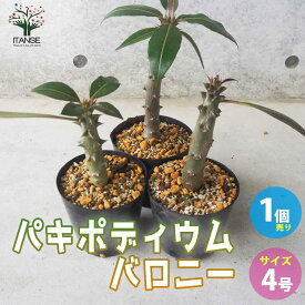【送料無料】パキポディウム バロニー 多肉植物 4号鉢 1個売り 塊根植物 コーデックス グラキリス サボテン A面 多肉植物 発根 観葉植物 リビング オフィス 送料無料 即納