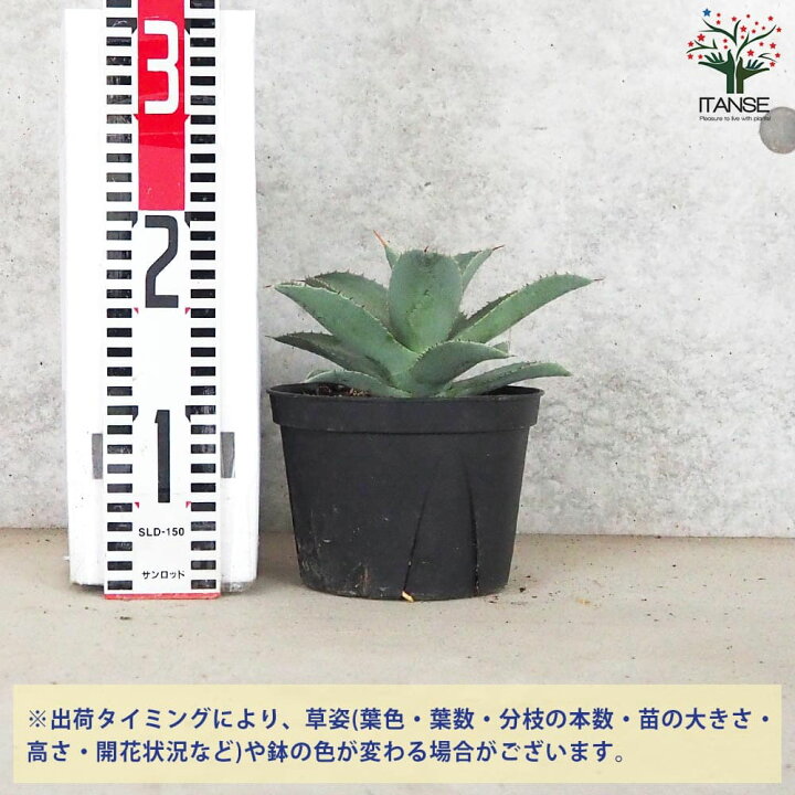 楽天市場】【送料無料】アガベ ピグマエア ドラゴントゥース 多肉植物 