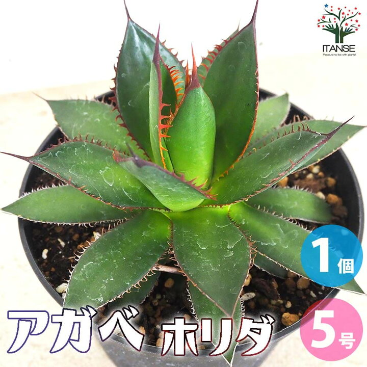 楽天市場】【P2倍〜☆マラソン期間】アガベ ホリダ【多肉植物 5号鉢／1 