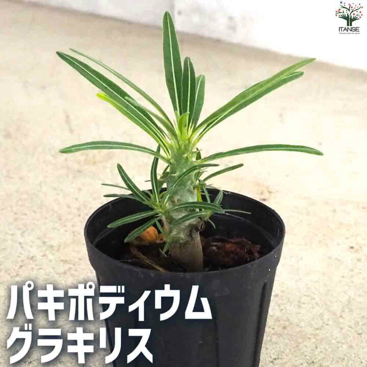 楽天市場】【マラソン☆P5倍】パキポディウムグラキリス 多肉植物 2号 
