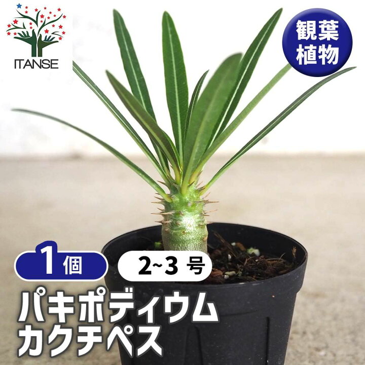 楽天市場】ITANSE パキポディウムカクチペス 多肉植物 2号鉢 塊根植物 
