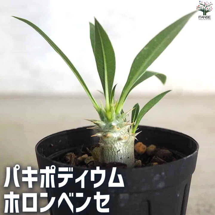 楽天市場】【送料無料】パキポディウムホロンベンセ【多肉植物 2号鉢  