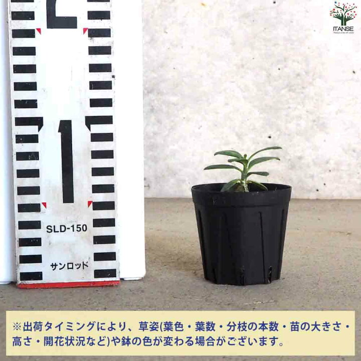 楽天市場】【マラソン期間P5倍】パキポディウム ビスピノーサム 多肉 