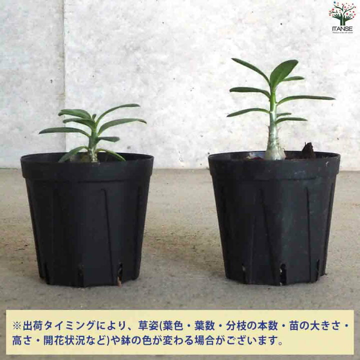 楽天市場】【マラソン期間P5倍】パキポディウム ビスピノーサム 多肉 