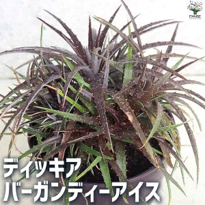 yzfBbLAo[KfB[ACX A 5 CeA   Ϗܗp ϗtA  [