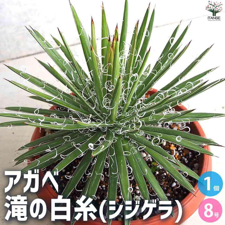 楽天市場】【マラソン☆P5倍】アガベ滝の白糸 多肉植物 8号鉢 