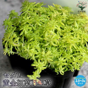 yzZ_ חt}lOT A OhJo[2.5`3|bgc Z_ OhJo[ A ϗtA rO ItBX  CeA  [