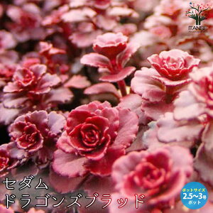 yzhSYubh Z_ A 2.5`3|bgc OhJo[c Z_ OhJo[ A ϗtA rO ItBX  CeA  [