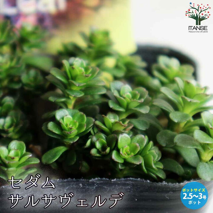 楽天市場】ITANSE セダム サルサヴェルデ 多肉植物 グランドカバー苗 