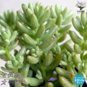 yzZ_ I[ A 2.5`3|bg Z_ OhJo[ A ϗtA rO ItBX  CeA  [