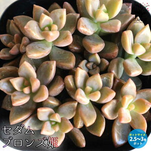 【送料無料】セダム ブロンズ姫 多肉植物 2.5〜3号ポット セダム グランドカバー 多肉植物 観葉植物 リビング オフィス 事務所 インテリア 送料無料 即納
