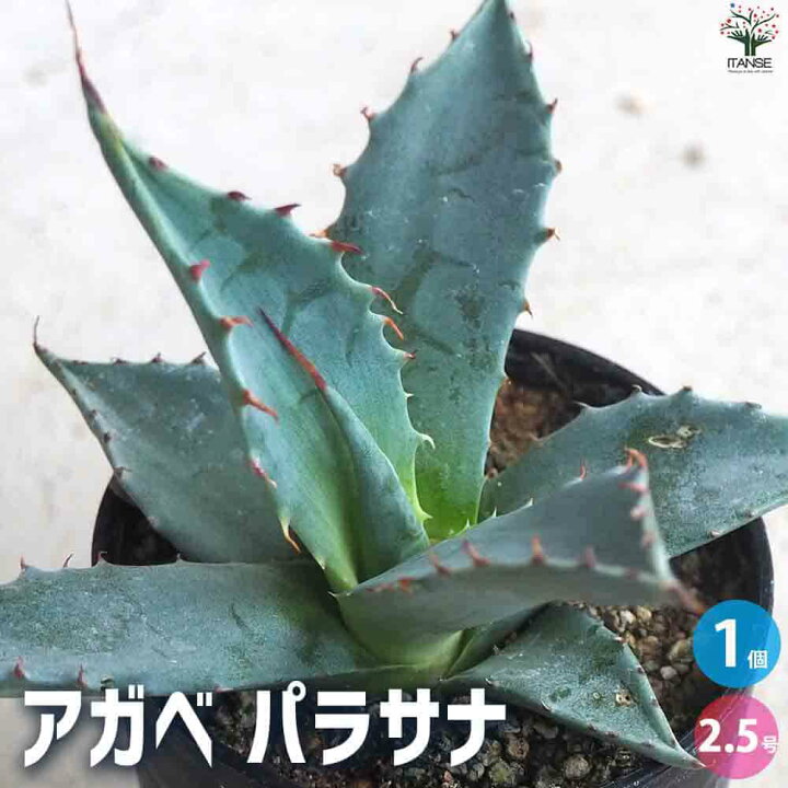 楽天市場】ITANSE アガベ パラサナ 多肉植物 2.5号鉢 リビング 