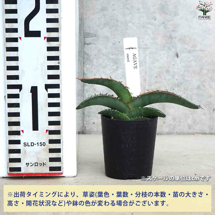 楽天市場】ITANSE アガベ オテロイ 多肉植物 2.5号鉢 リビング 
