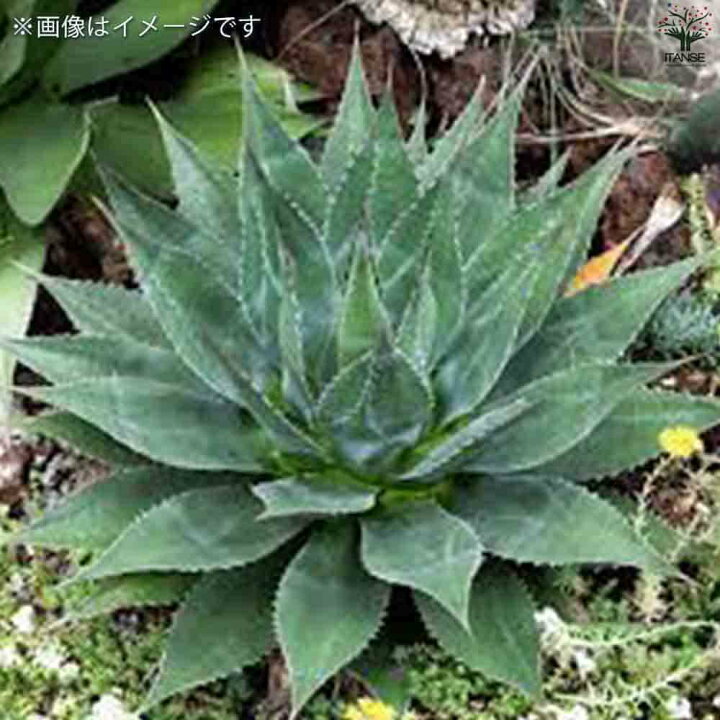 楽天市場】【マラソン☆P5倍】アガベ モンタナ 多肉植物 2.5号鉢 