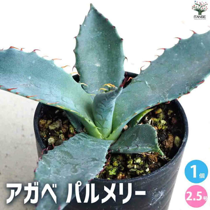 楽天市場】【ポイント5倍☆マラソン期間】アガベ パルメリー【多肉植物 