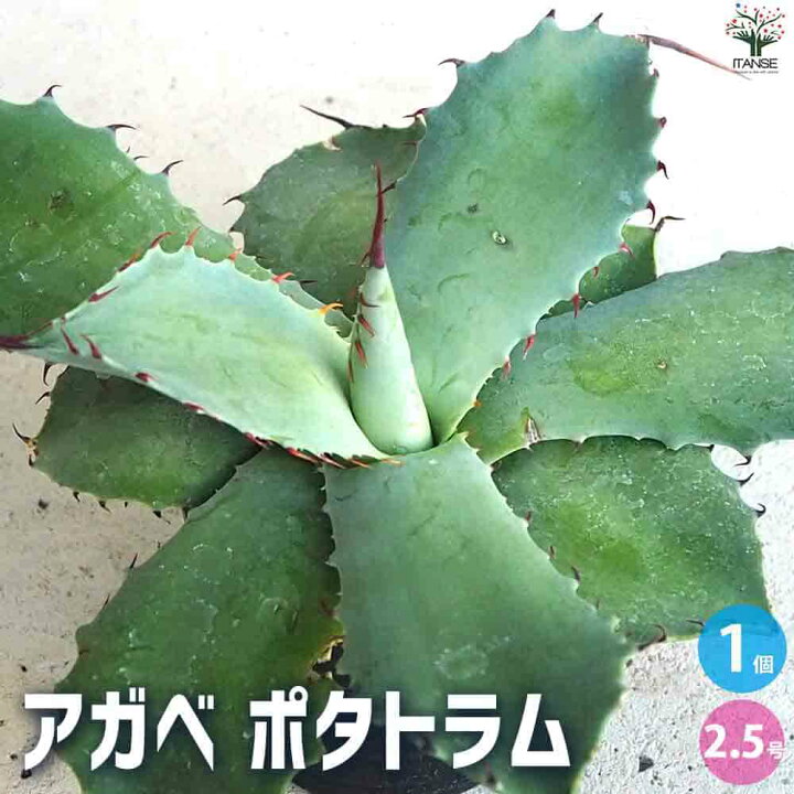 楽天市場】【送料無料】アガベ ポタトラム 多肉植物 2.5号鉢 リビング 
