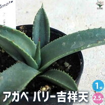 楽天市場】アガベ 吉祥天 パリーの通販 