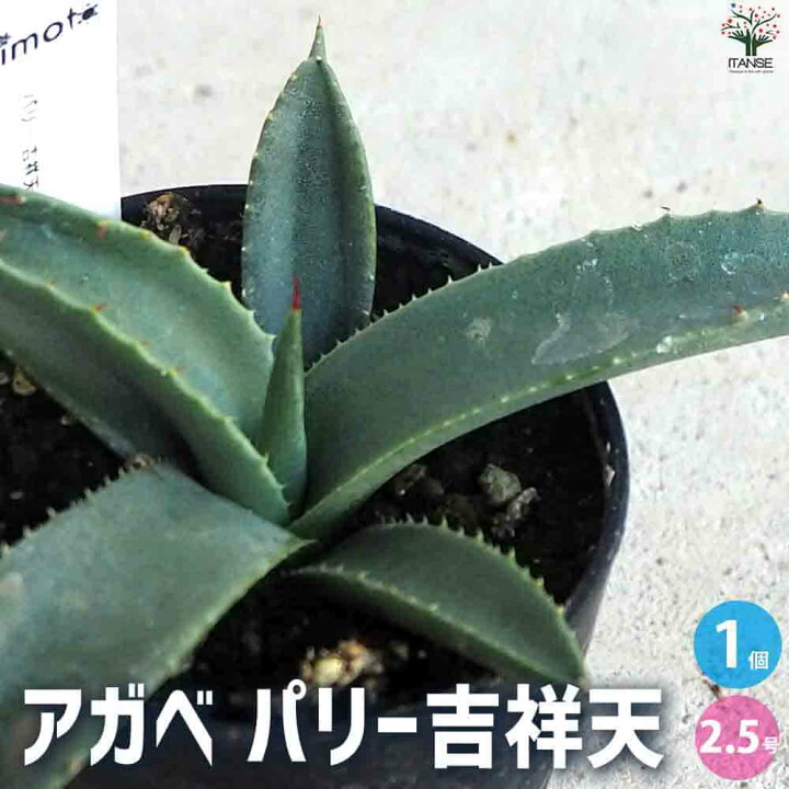 楽天市場】【ポイント5倍☆マラソン期間】アガベ パリー吉祥天【多肉 