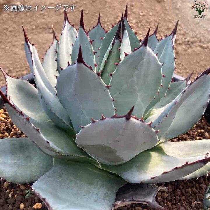 楽天市場】【ポイント5倍☆マラソン期間】アガベ パリー吉祥天【多肉  