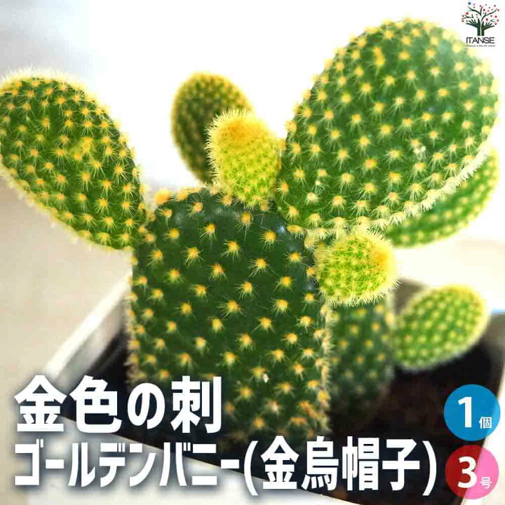 楽天市場】ITANSE 金色の刺 ゴールデンバニー ( 金烏帽子 ) 多肉植物 3 