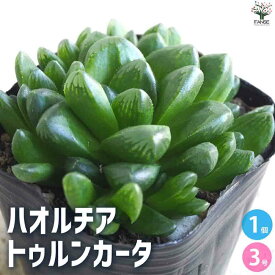 【送料無料】ハオルチア トゥルンカータ 多肉植物 3号ポット 多肉植物 ハオルチア ハオルチア属 ハオルシア 観葉植物 ギフト 贈り物 送料無料 即納