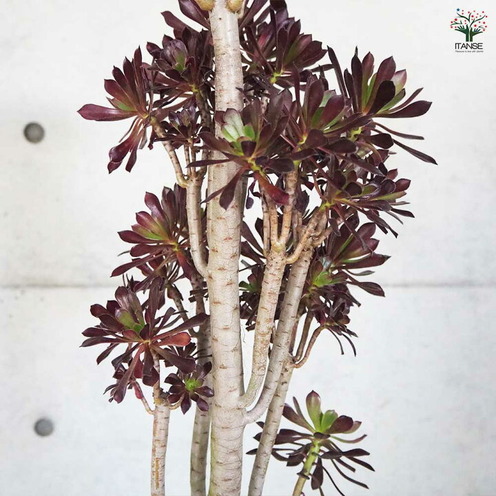 楽天市場】【マラソン☆P5倍】多肉植物 黒法師 観葉植物 6号鉢 1個 
