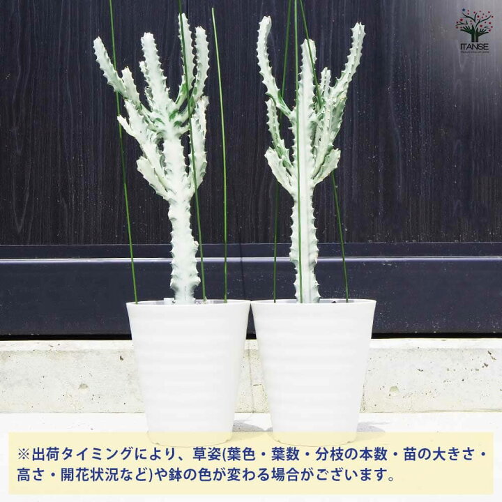 楽天市場】【送料無料】観葉植物 ユーフォルビア ホワイトゴースト  