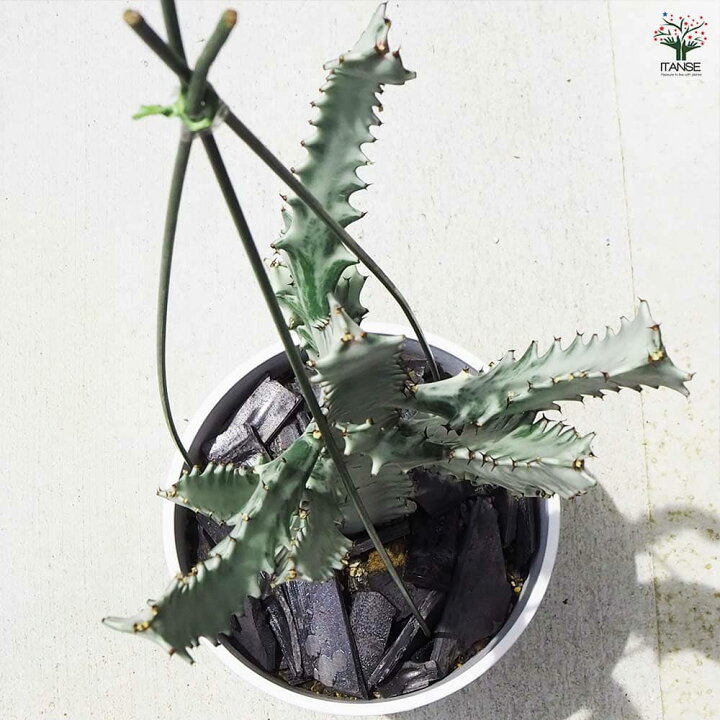 楽天市場】【送料無料】観葉植物 ユーフォルビア ホワイトゴースト  