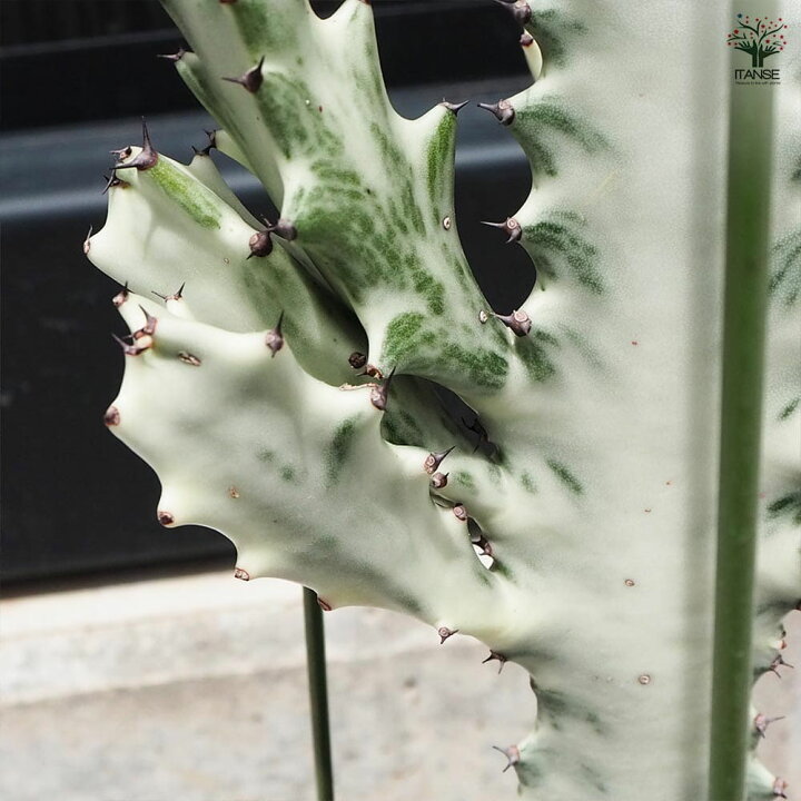 楽天市場】【送料無料】観葉植物 ユーフォルビア ホワイトゴースト  