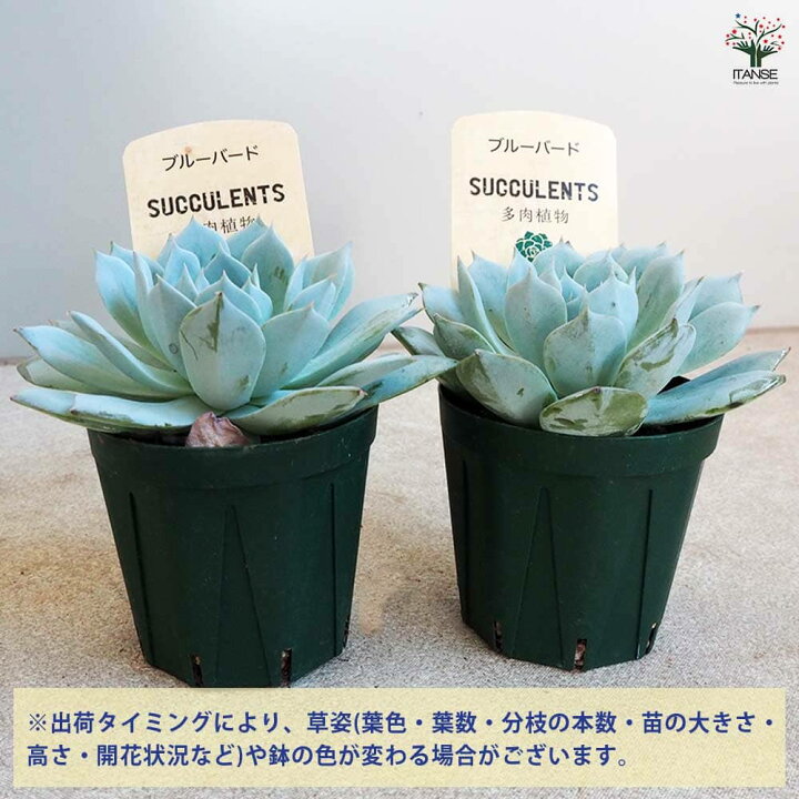 楽天市場】【送料無料】多肉植物 エケベリア ブルーバード 多肉植物