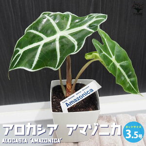 yzAJVA A}]jJ ϗtA 3.5c A[JVA A}]jJ Alocasia Amazonica TgC AJVA j Mtg v[g Ϗܗp [t  [