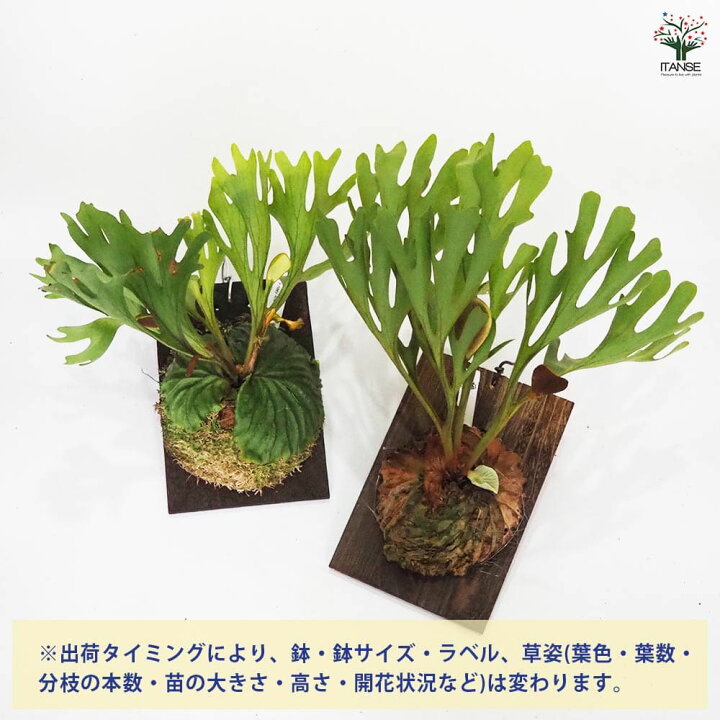 楽天市場】【送料無料】コウモリラン リドレイ ワイルド板付き 【 観葉 