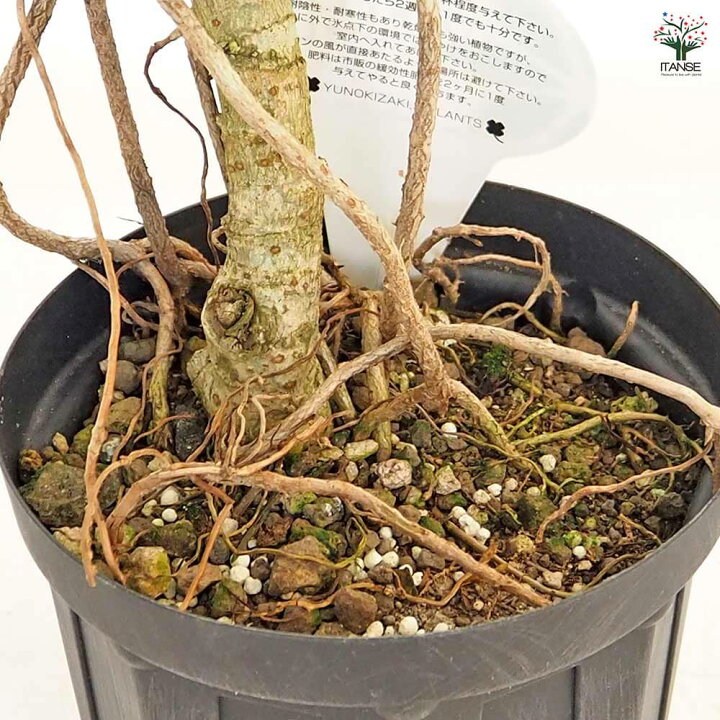 楽天市場】【送料無料】シェフレラ 曲がり 【 観葉植物 5号／1個売り 