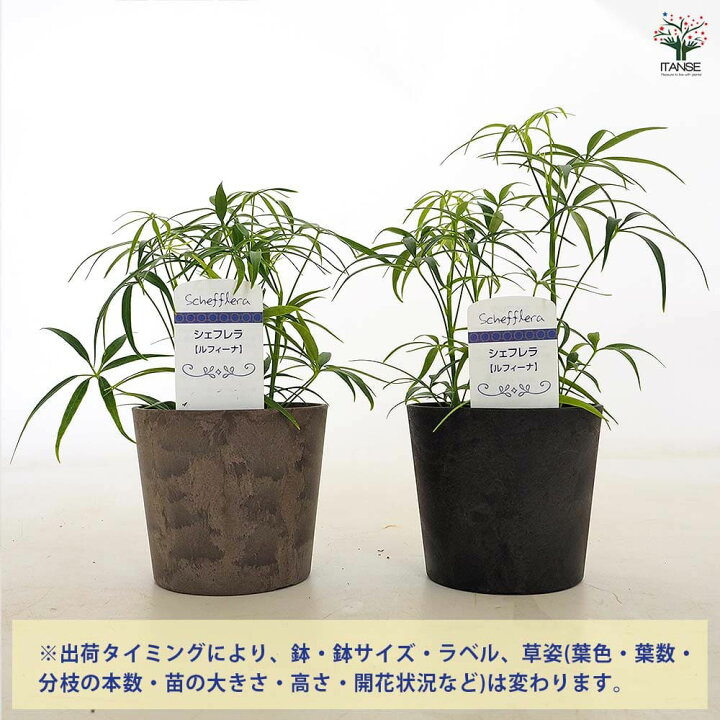 楽天市場】【送料無料】シェフレラ ルフィーナ 【 観葉植物 3.5号／1個 