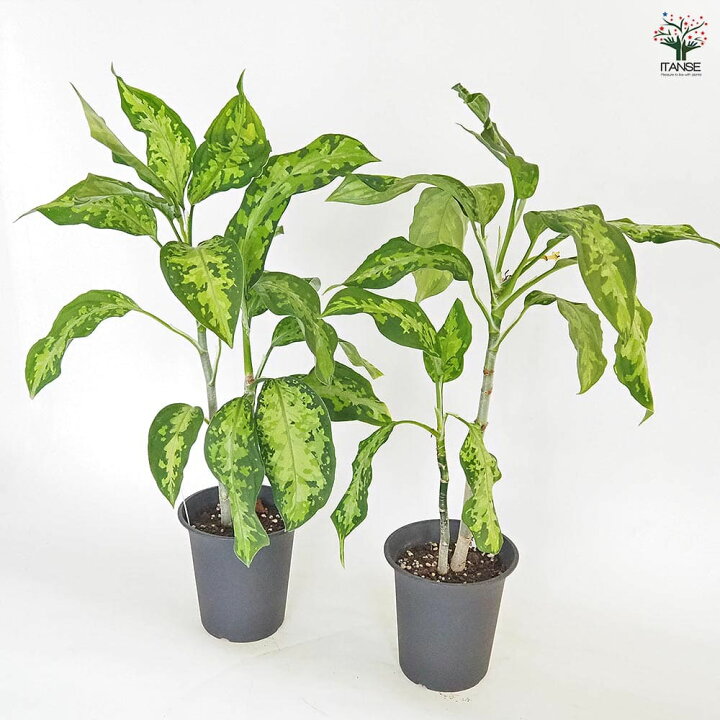 楽天市場】【マラソン☆5％OFF】アグラオネマ ピクタム 【 観葉植物 4 