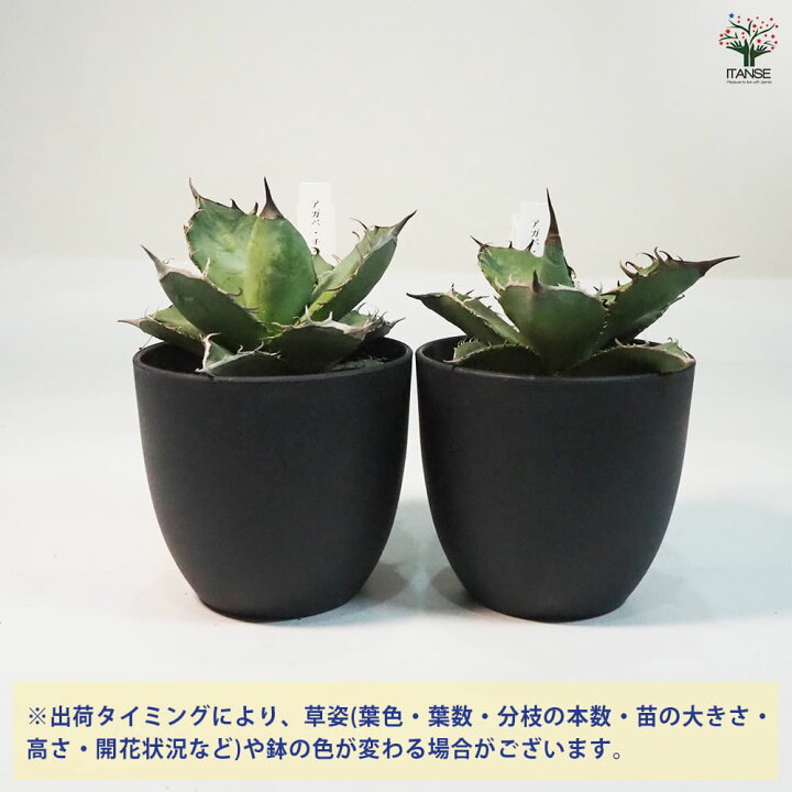 楽天市場】【マラソン☆P5倍】アガベ 山亀 多肉植物 4号鉢 1個売り 