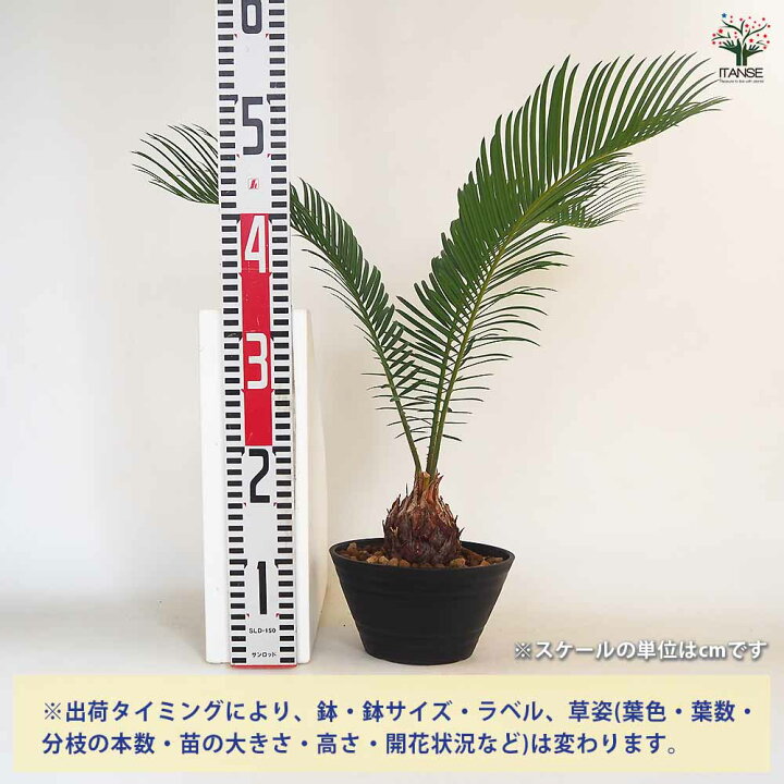 楽天市場】【マラソン☆P5倍】ソテツ 【 観葉植物 6号／1個売り 