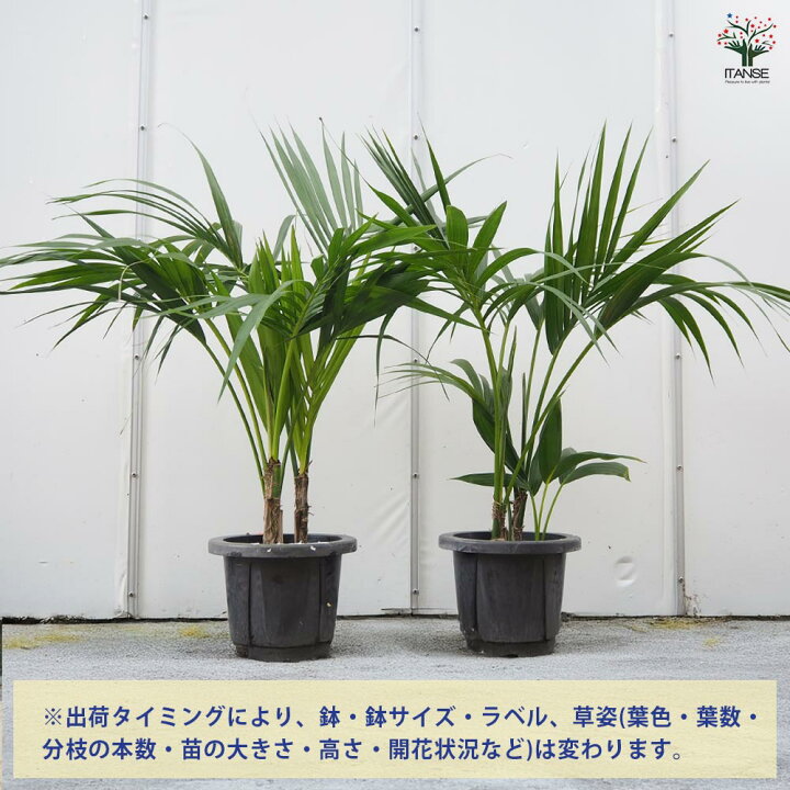 楽天市場】【マラソン☆P5倍】ケンチャヤシ 【 観葉植物 7号／1個売り 