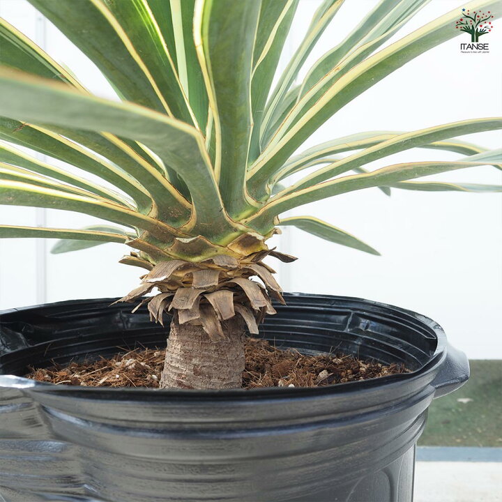 観葉植物 ユッカ・グロリオーサ バリエガータ 【観葉植物 5号鉢／1個 