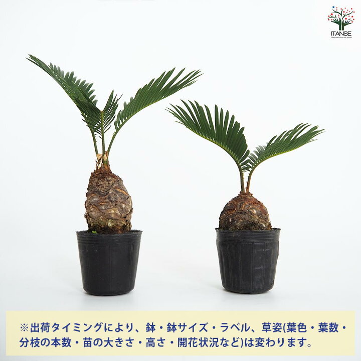 楽天市場】【マラソン☆P5倍】ソテツ 【 観葉植物 2号 】 観葉植物 
