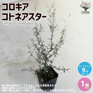 yzRLA RglAX^[  뉀9cm|bg 1 RLA RglAX^[ Ԗ v  t  |i  [