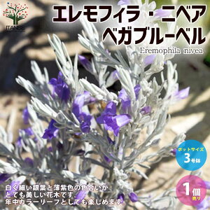 yzGtB jxAxKu[x  뉀3|bg 1 zCgc[ S}mnOT |i J[[t K[fjO  [