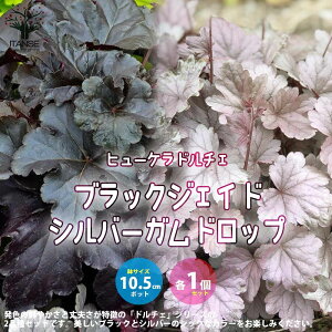 苗 ヒューケラの人気商品 通販 価格比較 価格 Com