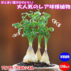 【送料無料】アルブカ"フリズルシズル"球根 ( 10球セット ) 裸球根を10個お送りします!ラベル10枚付き 送料無料 即納