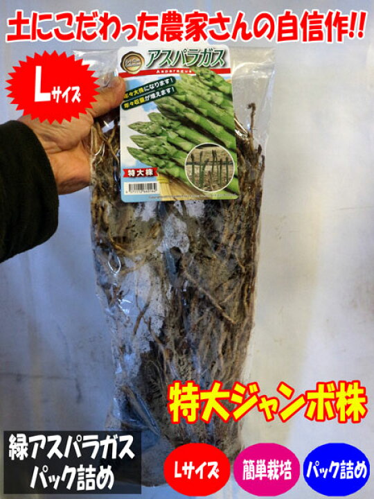 楽天市場 送料無料 緑アスパラガス パック詰め 特大ジャンボ株 L 1株 アスパラガス株 野菜苗 野菜株 大株 苗 球根 畑 露地栽培 ハウス栽培 庭園 ベランダ 料理 レシピ 収穫 人気 あすぱらがす 植物販売のitanse楽天市場店 楽天市場 送料無料 緑アスパラガス パック詰め 特大ジャンボ株 L 1株 アスパラガス株 野菜苗 野菜株 大株 苗 球根 畑 露地栽培 ハウス栽培 庭園 ベランダ 料理 レシピ 収穫 人気 あすぱらがす 植物販売のitanse楽天市場店