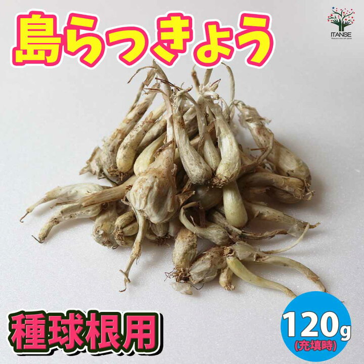楽天市場】ITANSE 島らっきょう らっきょう種球根 野菜の苗 ネット詰め 
