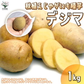 楽天市場 秋 ジャガイモ 種芋の通販